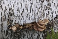 Mushrooms parasites grow on a rotten tree trunk