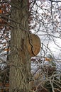 Mushrooms parasites that kill the tree for several years