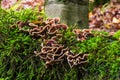 Mushrooms are parasites on mossy tree stump Royalty Free Stock Photo