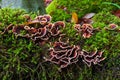 Mushrooms are parasites on mossy tree stump Royalty Free Stock Photo