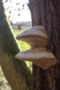 Mushrooms or parasites on oak tree trunk in sunny winter Royalty Free Stock Photo