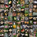 Mushrooms pictures mosaique Royalty Free Stock Photo