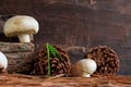 mushrooms and pine cones Royalty Free Stock Photo