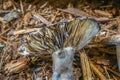 Mushrooms at the Pisgah Mushroom Festival