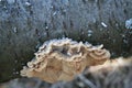 Mushrooms and plait on a cherry treetrunk