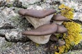 Mushrooms / Pleurotus ostreatus, group of fungi growing on the dead trunk of a tree Royalty Free Stock Photo