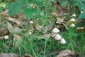 Mushrooms in the Polygoon wood in Zonnebeke (Flanders, Belgium)