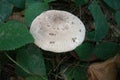 Mushrooms in the Polygoon wood in Zonnebeke (Flanders, Belgium)