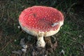 Mushrooms in the Polygoon wood in Zonnebeke (Flanders, Belgium)