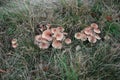 Mushrooms in the Polygoon wood in Zonnebeke (Flanders, Belgium)