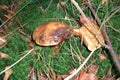 Mushrooms in the Polygoon wood in Zonnebeke (Flanders, Belgium)