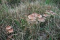 Mushrooms in the Polygoon wood in Zonnebeke (Flanders, Belgium)