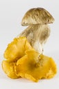Mushrooms: porcini and chanterelles