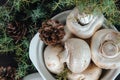 Mushrooms with porcini mushrooms next to a green tree and a brown pine cone Royalty Free Stock Photo