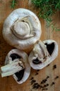 Mushrooms with porcini mushrooms next to a green tree and a brown pine cone Royalty Free Stock Photo