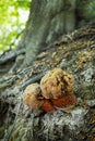 Mushrooms, primeval forest Stuzica, National Park of Poloniny, Slovakia Royalty Free Stock Photo