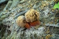 Mushrooms, primeval forest Stuzica, National Park of Poloniny, Slovakia Royalty Free Stock Photo
