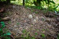 Mushrooms Psilocybe semilanceata