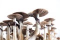 Psychedelic magic mushrooms