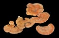 Mushrooms Pycnoporus cinnabarinus 1