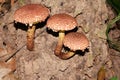 Mushrooms in the rain forest