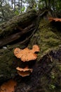 Mushrooms, Rain Forest Trail, Pacific Rim National Park Royalty Free Stock Photo