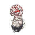 Mushrooms red amanita isolated on white background. Watercolor hand drawn botanic realistic illustration. Art for design