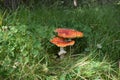 Mushrooms red fly agaric Royalty Free Stock Photo