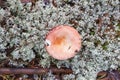 Mushrooms and Reindeer moss