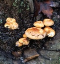 Mushrooms On Rotted Log