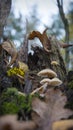 Mushrooms on the rotten stump of a fallen tree against green plants Royalty Free Stock Photo
