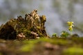 Mushrooms, rotten tree trunk and yellow dead nettle
