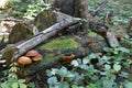 The mushrooms on the rotting deadfall