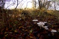 Mushrooms in a row and the sun hit some of them