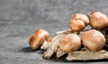 Mushrooms royal brown champignon on a dark background.Close-up, selective focus