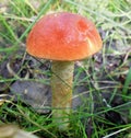 Mushrooms of Russia - Blood-red aspen