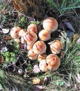 Mushrooms of Russia - brick-red false honey agaric