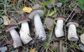 Mushrooms of Russia - common boletus (black-headed podberezovik, five cut)