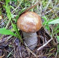 Mushrooms of Russia - common boletus (light-brown headed podberezovik)