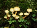 Autumn in the northern forest. The false yellow fungus Latin Hypholoma fasciculare is a poisonous mushroom from the genus Hyphol