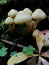 Autumn in the northern forest. The false yellow fungus Latin Hypholoma fasciculare is a poisonous mushroom from the genus Hyphol Royalty Free Stock Photo