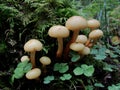 Autumn in the northern forest. The false yellow fungus Latin Hypholoma fasciculare is a poisonous mushroom from the genus Hyphol