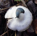 Mushrooms of Russia - Gray (Smoky) talker and slug on the hat