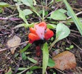 Mushrooms of Russia - Hygrocybe conical