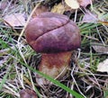 Mushrooms of Russia - Oak aspen