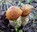 Mushrooms of Russia - red aspen (a couple)