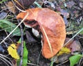 Mushrooms of Russia - red aspen (half moon or packman)