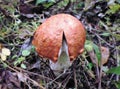 Mushrooms of Russia - red aspen (looks like a packman)