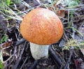 Mushrooms of Russia - red aspen