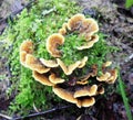 Mushrooms of Russia - Trametes multicolored